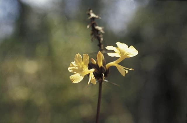 Barleria lupulina