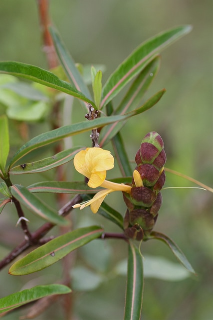 Barleria lupulina