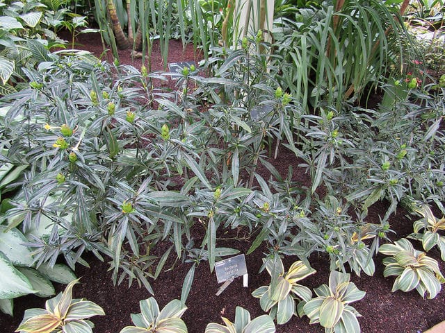 Barleria lupulina