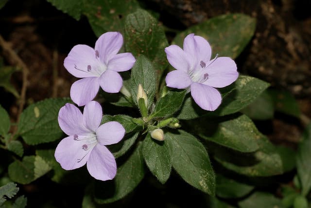 Barleria obtusa