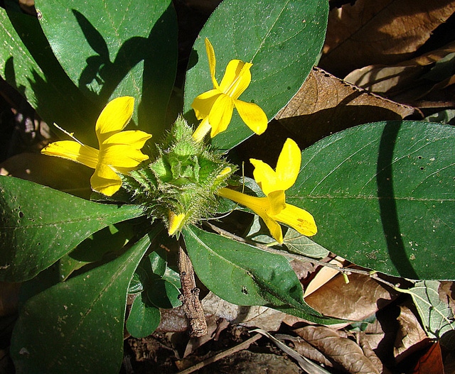 Barleria oenotheroides