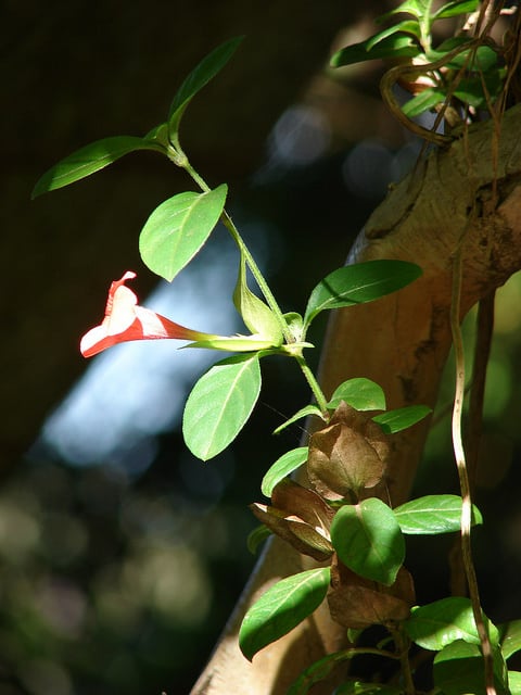 Barleria repens (Barleria repens)