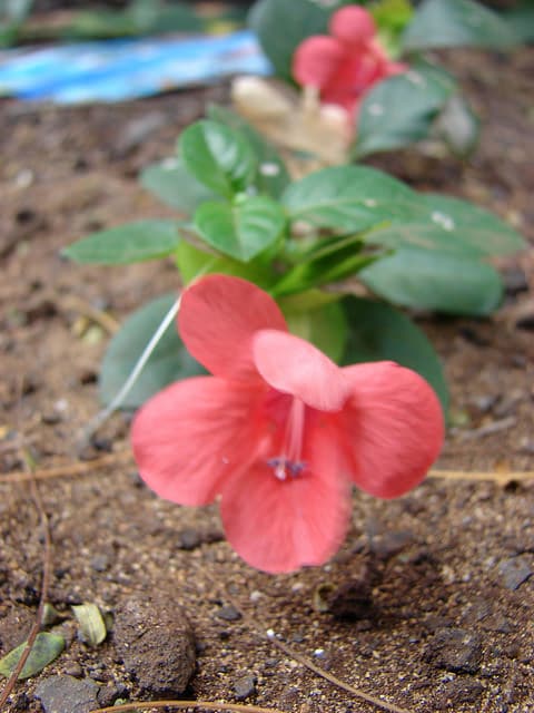 Barleria repens