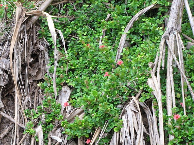 Barleria repens