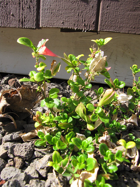 Barleria repens
