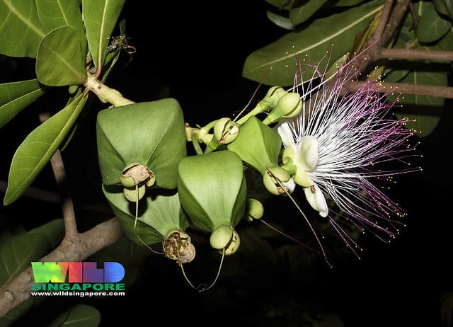 Barringtonia asiatica