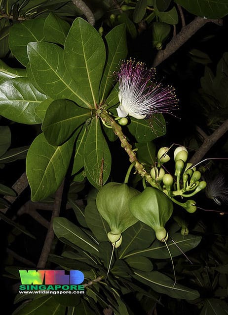 Barringtonia asiatica