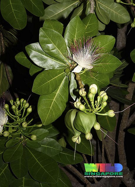 Barringtonia asiatica