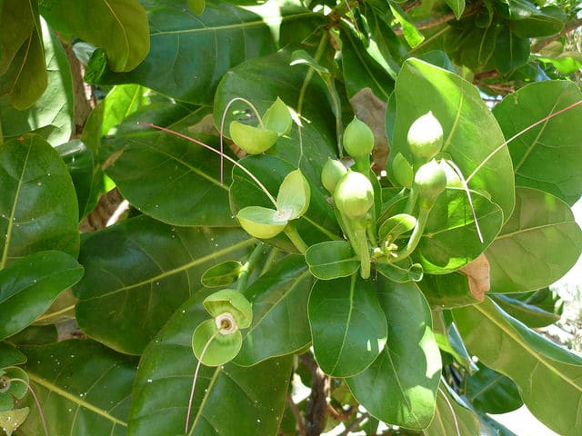 Barringtonia asiatica