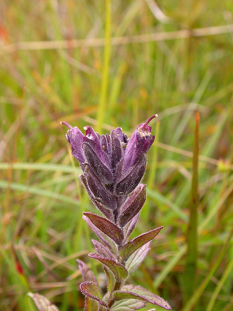 Bartsie des alpes