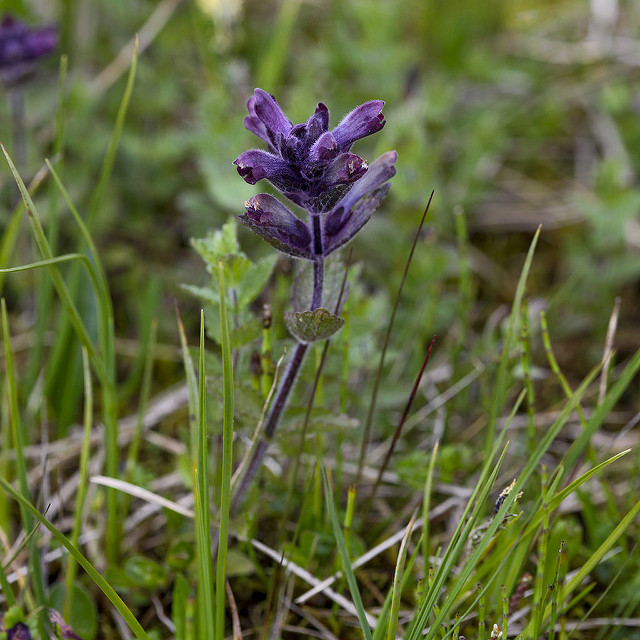 Bartsie des alpes