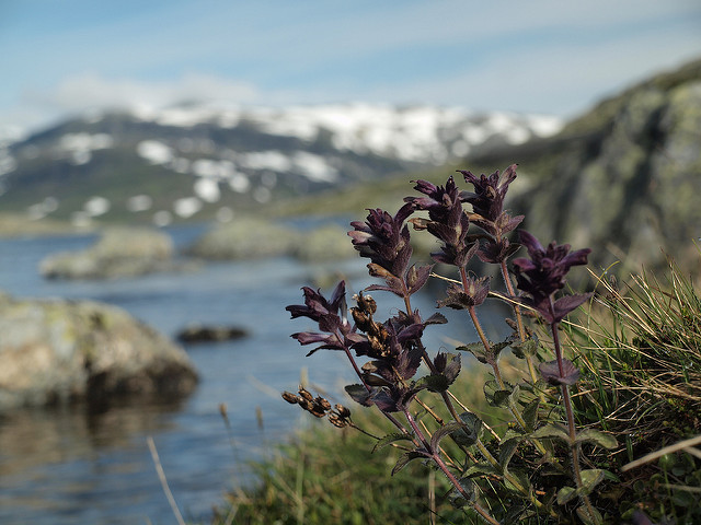 Bartsie des alpes (Bartsia alpina)
