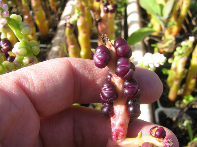 Épinard de malabar (Basella alba)