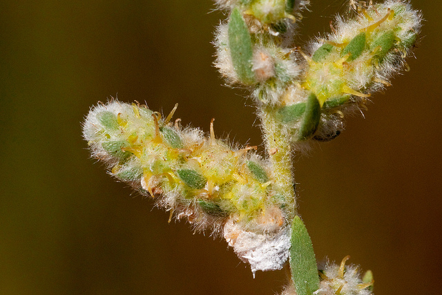Bassia (Bassia hyssopifolia)