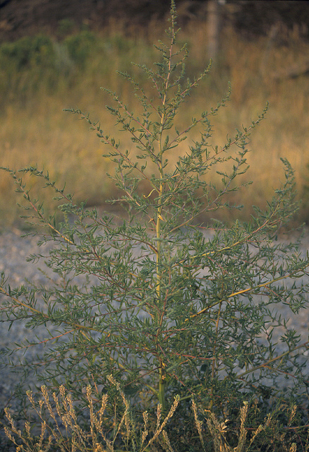 Bassia scoparia