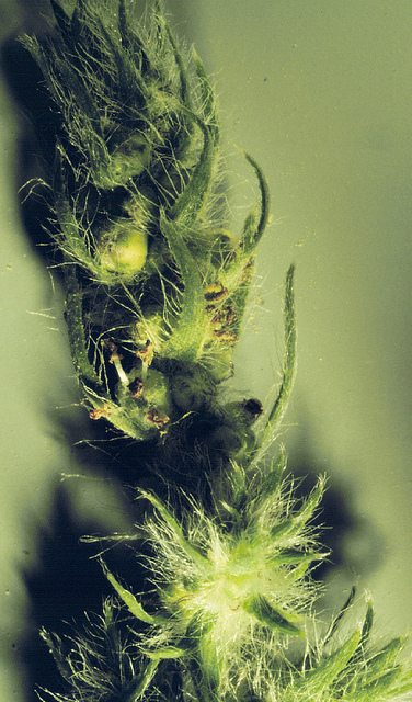 Bassia scoparia