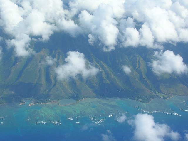 Batis maritima