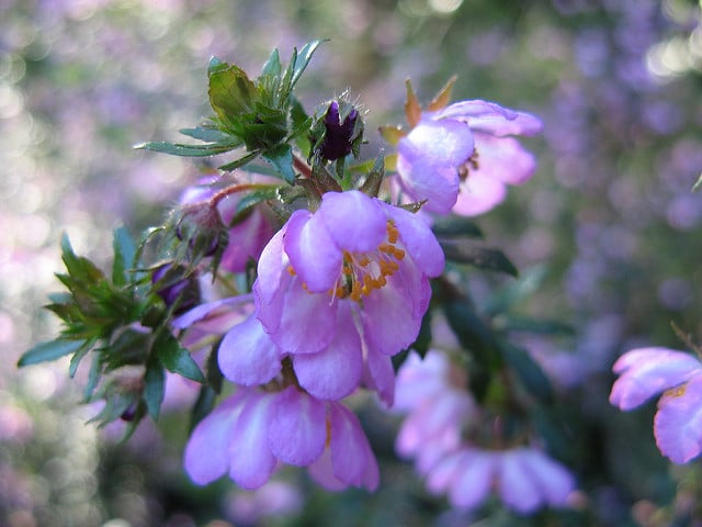 Bauera rubioides