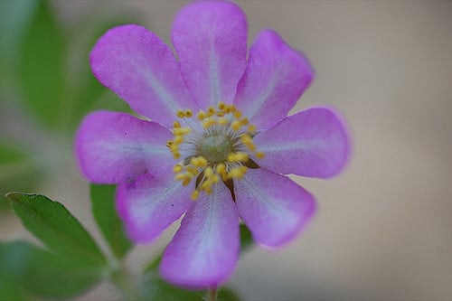 Bauera rubioides