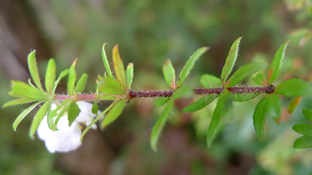 Bauera rubioides