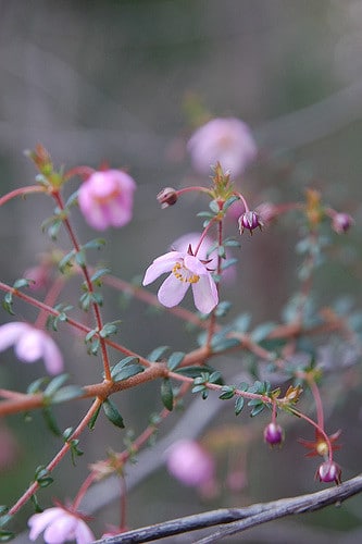 Bauera rubioides