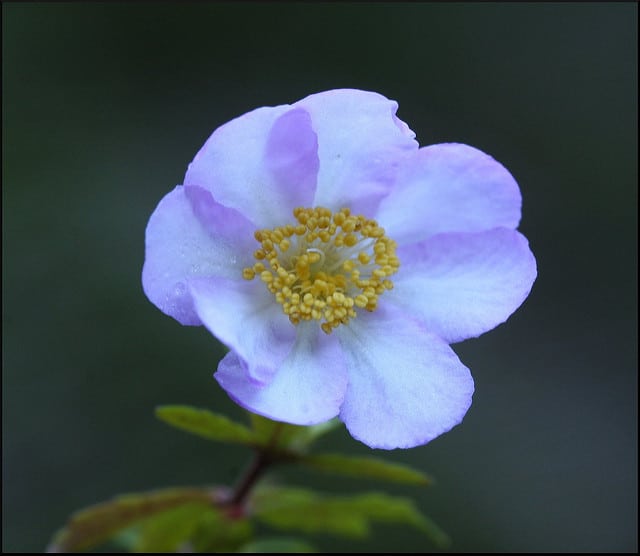 Bauera rubioides (Bauera rubioides)