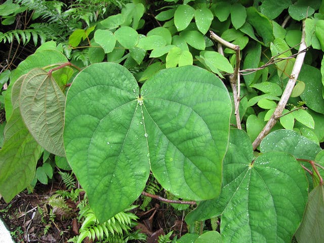 Bauhinia acuminata