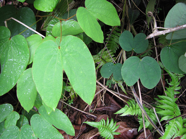 Bauhinia acuminata