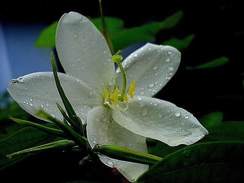 Bauhinia acuminata
