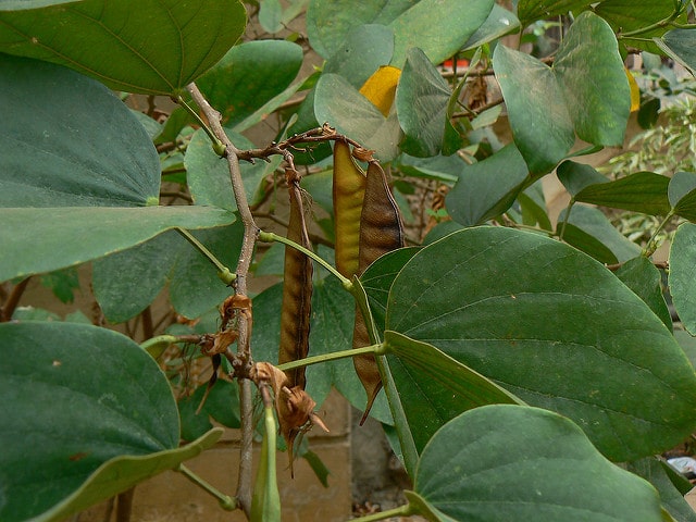 Bauhinia acuminata