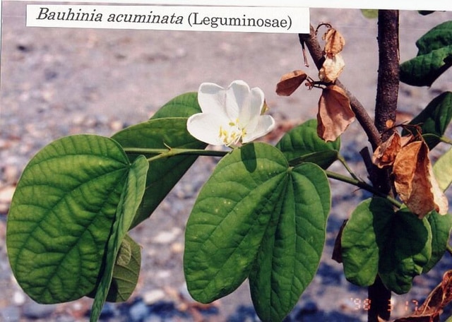 Bauhinia acuminata