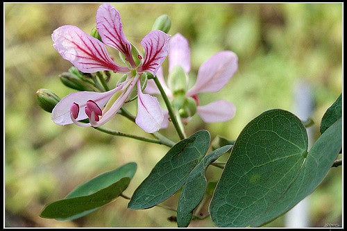 Bauhinia corymbosa