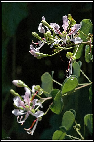 Bauhinia corymbosa