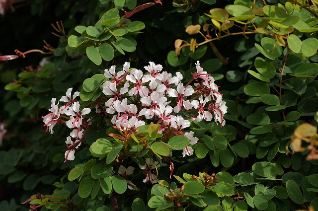 Bauhinia corymbosa