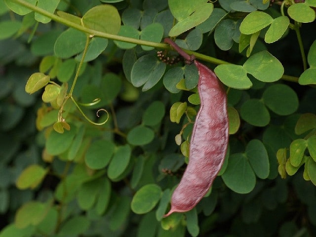 Bauhinia corymbosa