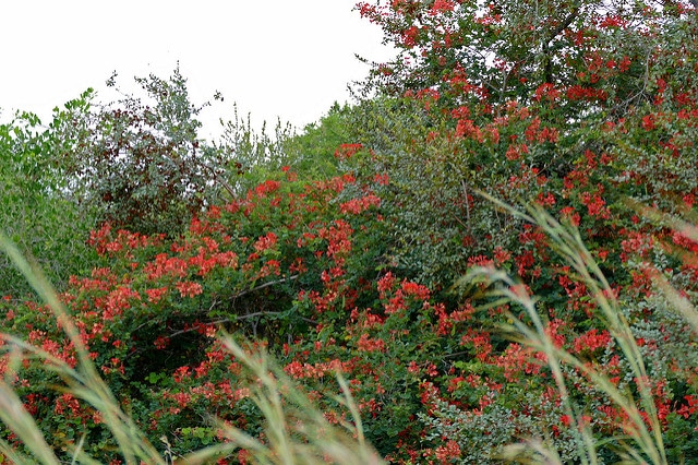 Bauhinia galpinii
