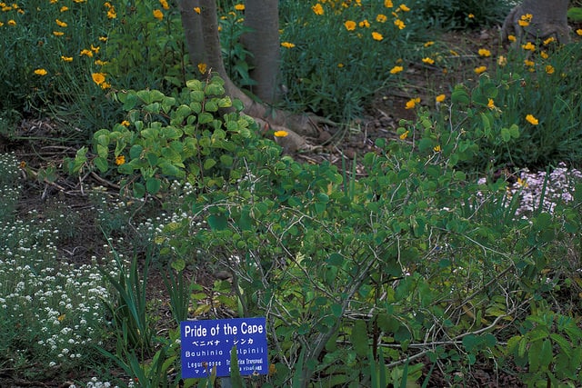 Bauhinia galpinii