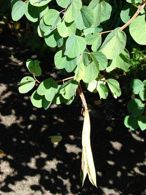 Bauhinia galpinii