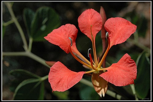 Bauhinia galpinii