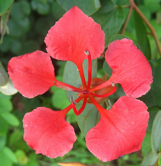 Bauhinia galpinii