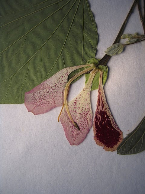 Arbre orchidée (Bauhinia monandra)