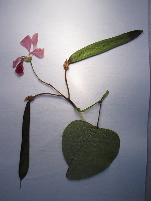 Arbre orchidée