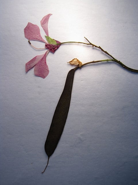 Arbre orchidée
