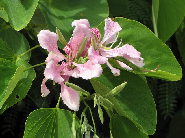 Arbre orchidée