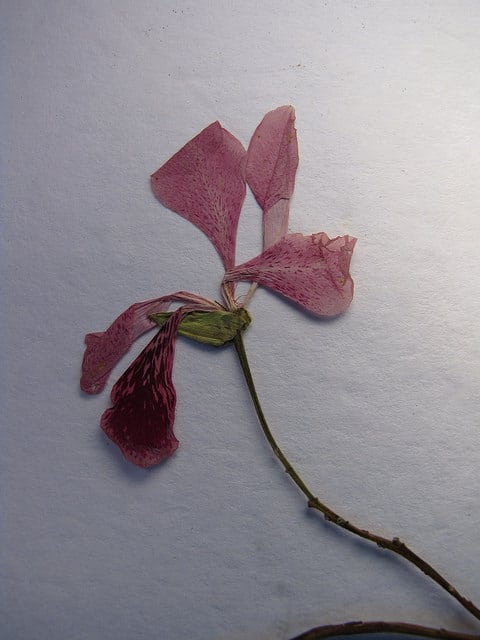 Arbre orchidée
