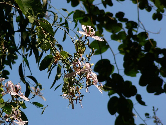 Bauhinia purpurea