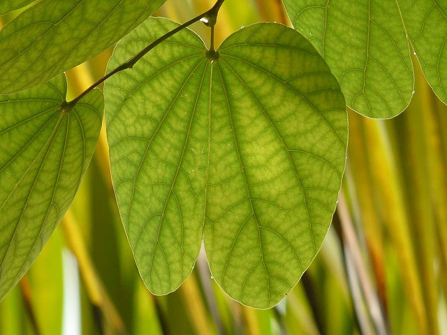 Bauhinia purpurea