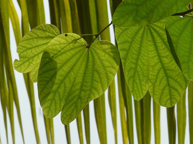 Bauhinia purpurea