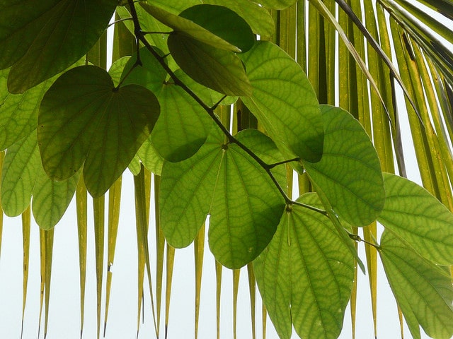 Bauhinia purpurea