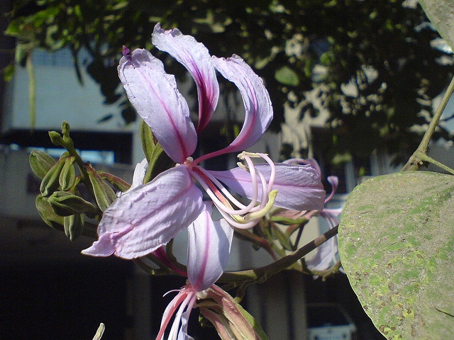 Bauhinia purpurea